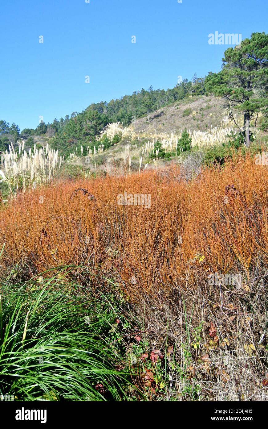 winter flora along the mendocino county coast in northern california Stock Photo