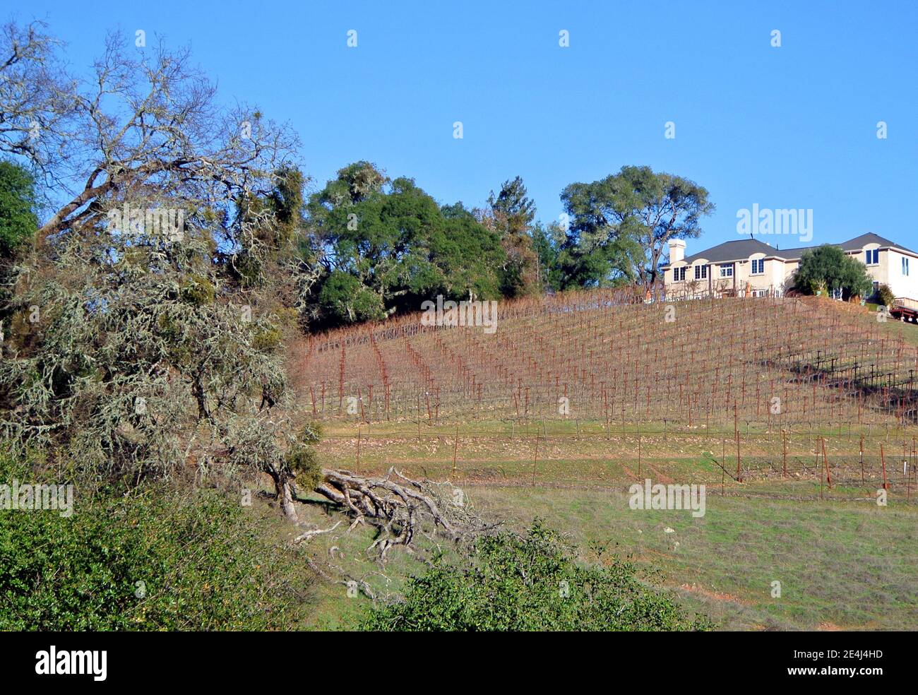 landscape vineyard view of Anderson valley winery in Mendocino county Northern California usa Stock Photo