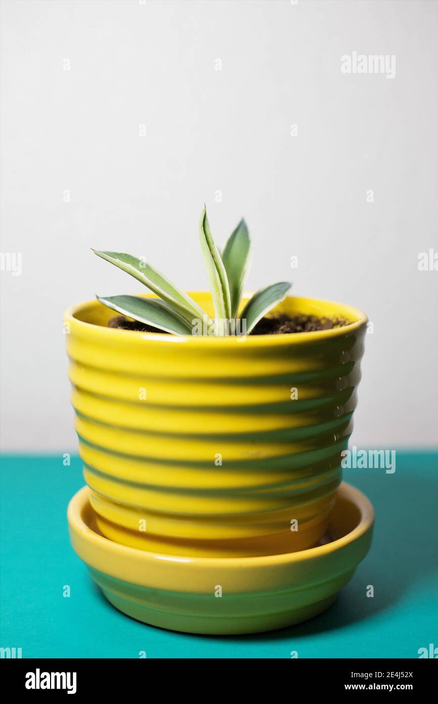 An agave 'cream spike' plant in a yellow pot Stock Photo Alamy