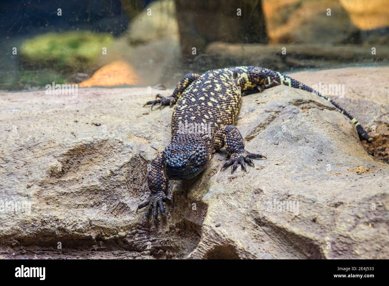 The Mexican beaded lizard (Heloderma horridum) is a species of lizard