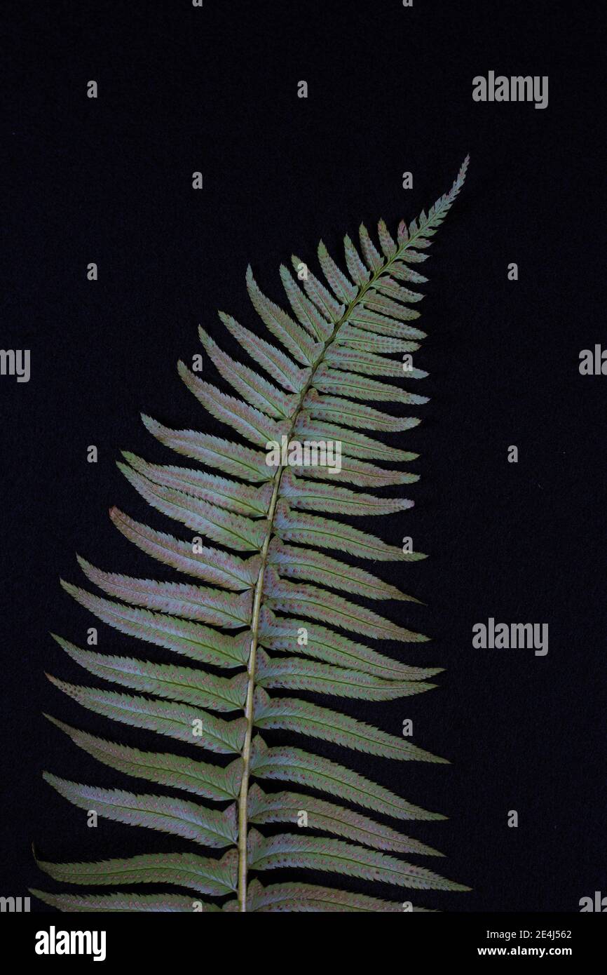The underside of a fern frond showing the spores.wabi sabi Stock Photo
