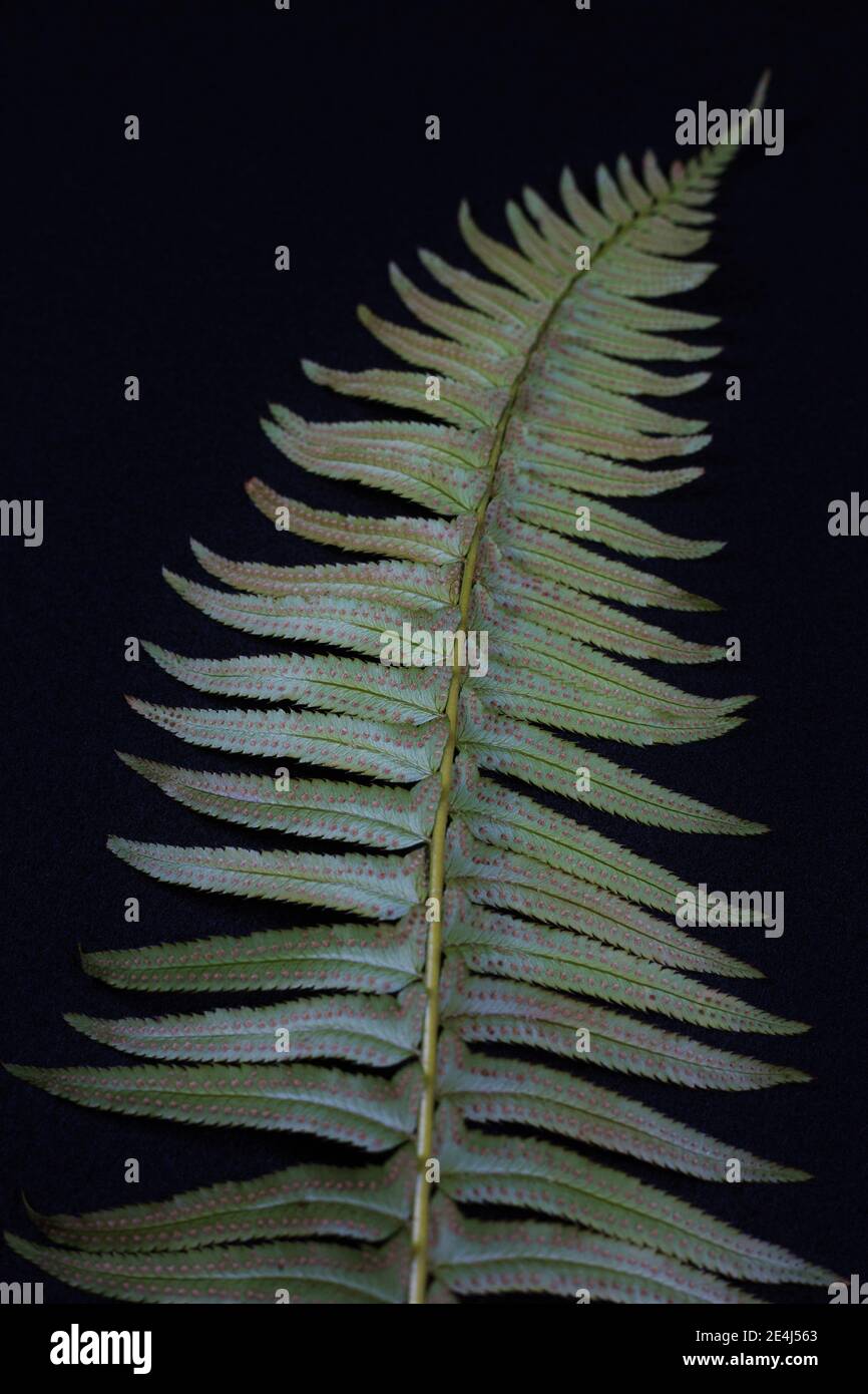 The underside of a fern frond showing the spores.wabi sabi Stock Photo