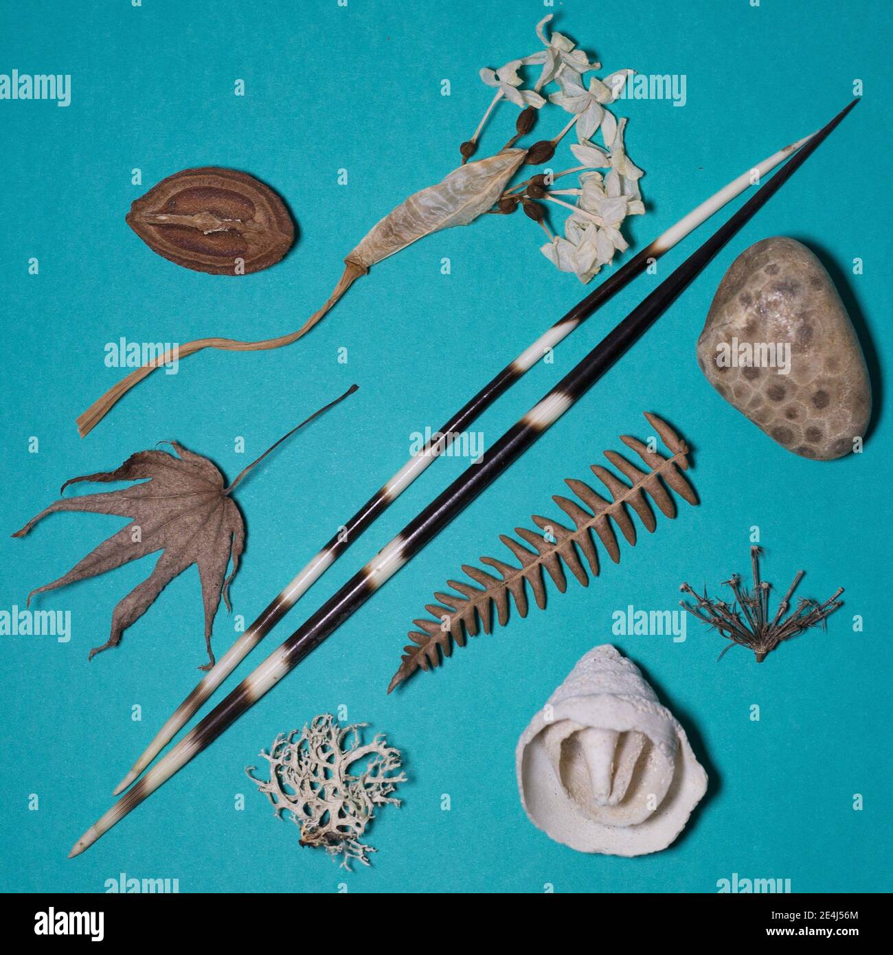 Objects from nature hires stock photography and images Alamy