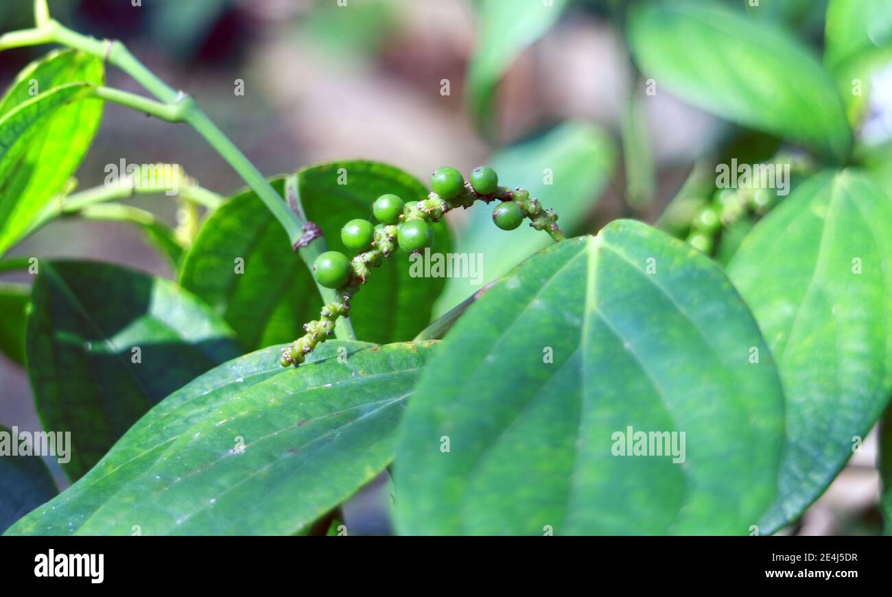 Black pepper tree piper nigrum hires stock photography and images Alamy