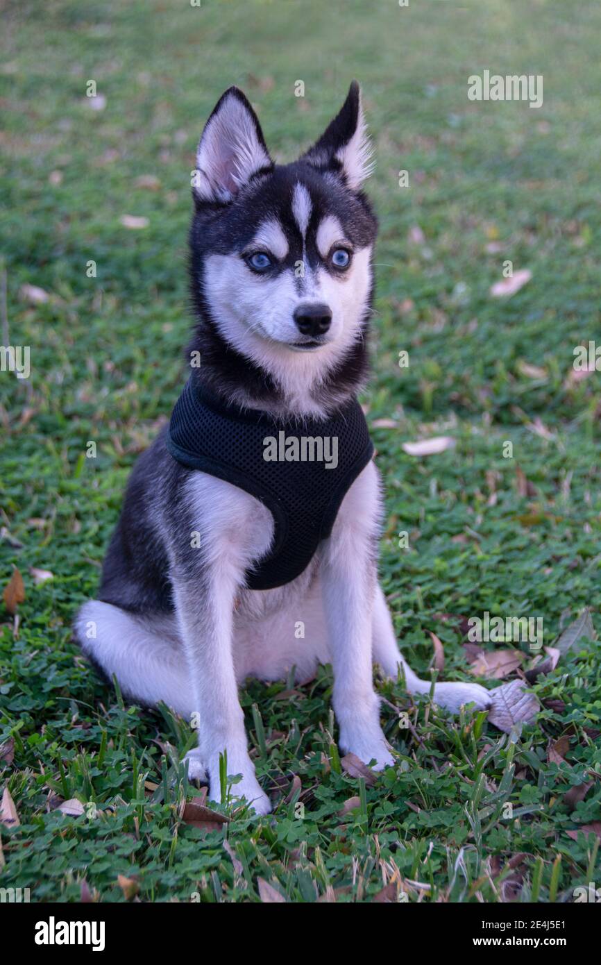 Alaskan Klee Kai Breed Dog Isolated on a Clean White Background Stock Photo  - Image of isolated, friend: 276835666