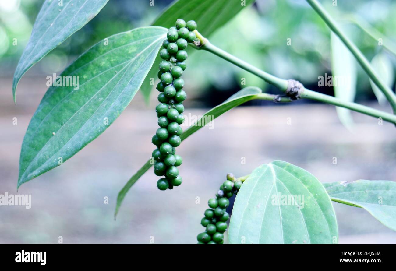 Black pepper tree piper nigrum hires stock photography and images Alamy