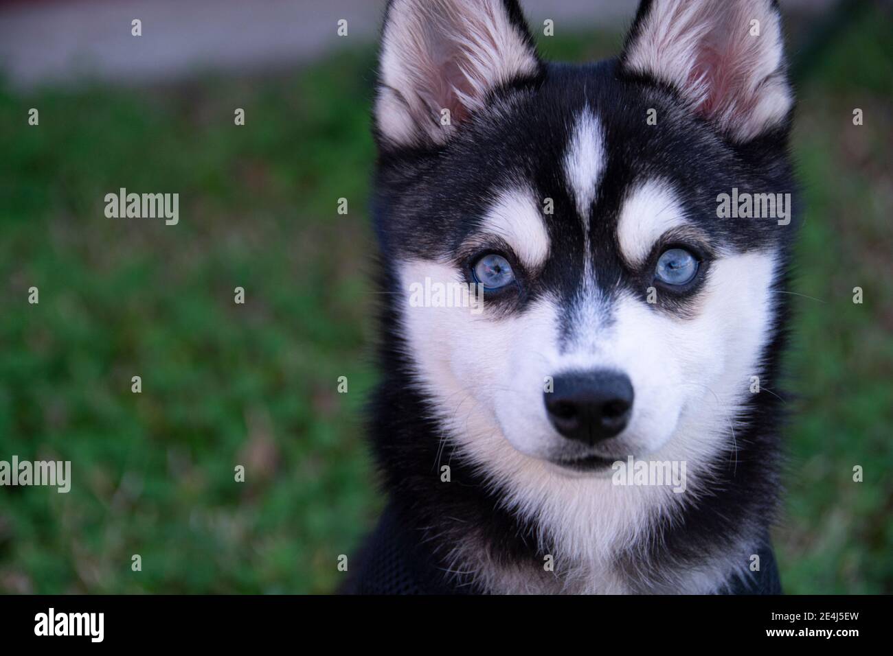 Alaskan Klee Kai Dog. Mini Husky Stock Photo - Image of forest, husky:  151735770