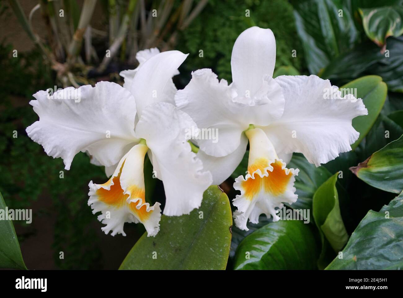 Beautiful white cattleya orchid flowers at full bloom Stock Photo