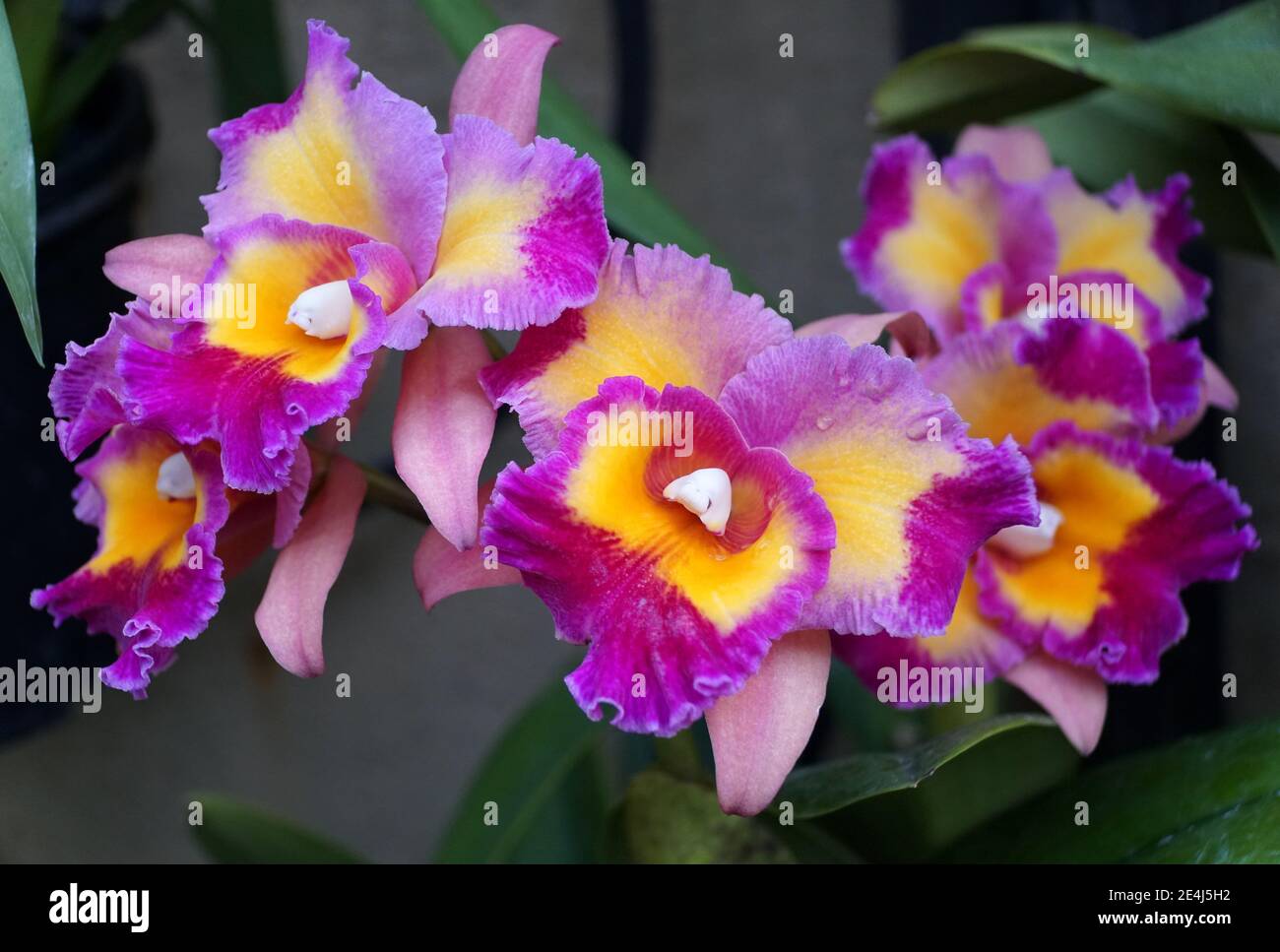 Beautiful light purple and yellow cattleya orchid flowers Stock Photo
