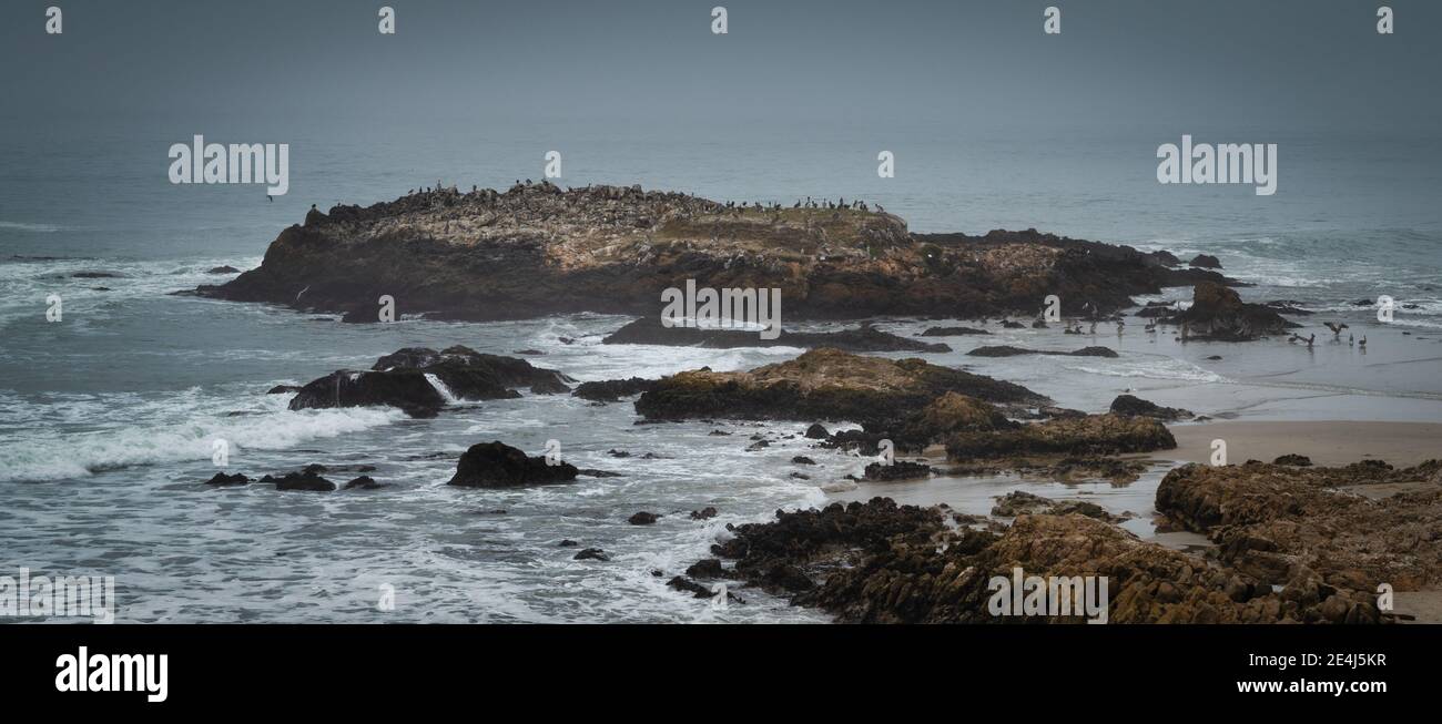 Birds nesting on rocks Central California coast Stock Photo Alamy