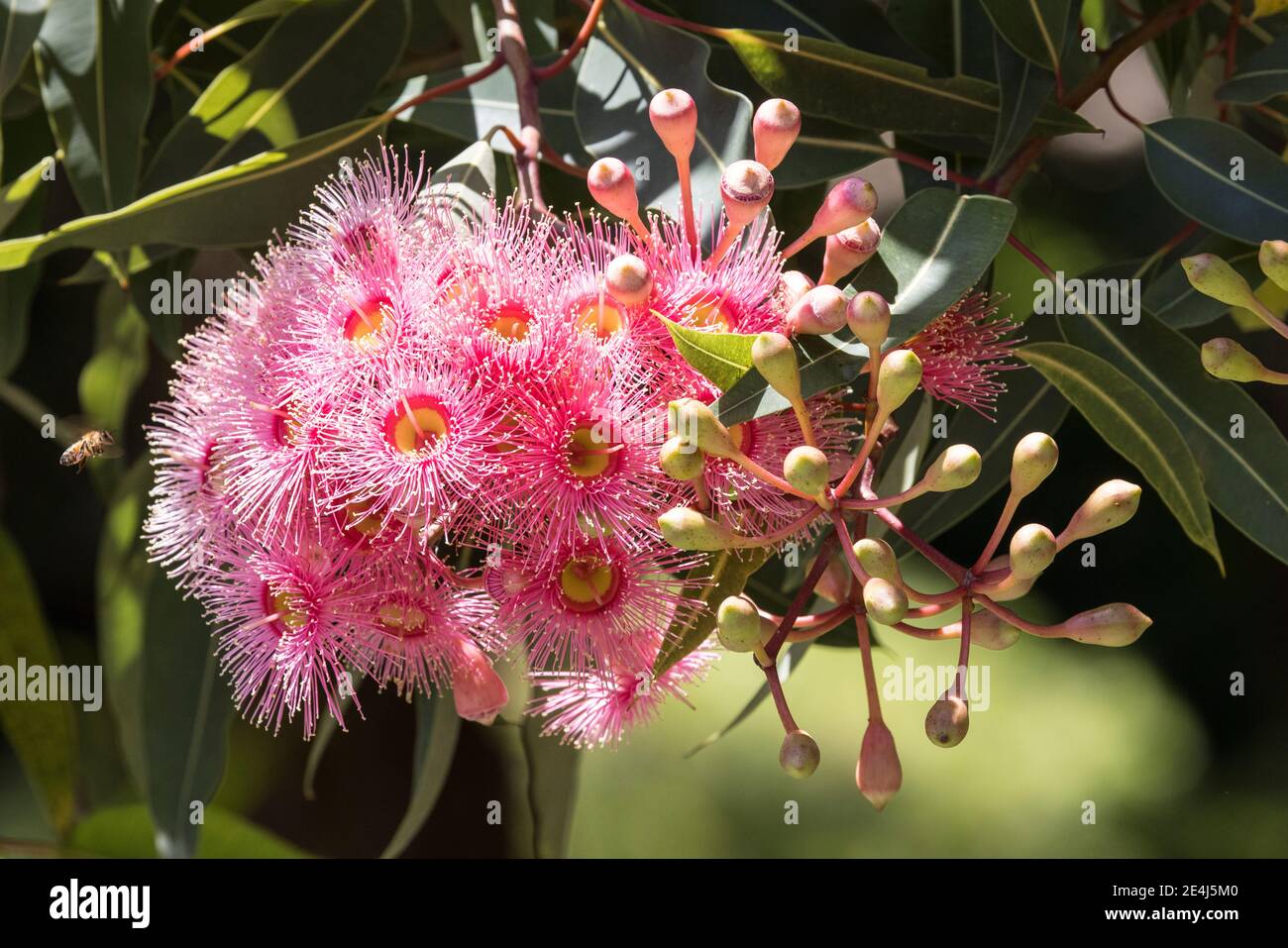Flowers and flower buds of the Australian Pink Flowering Gum Stock Photo