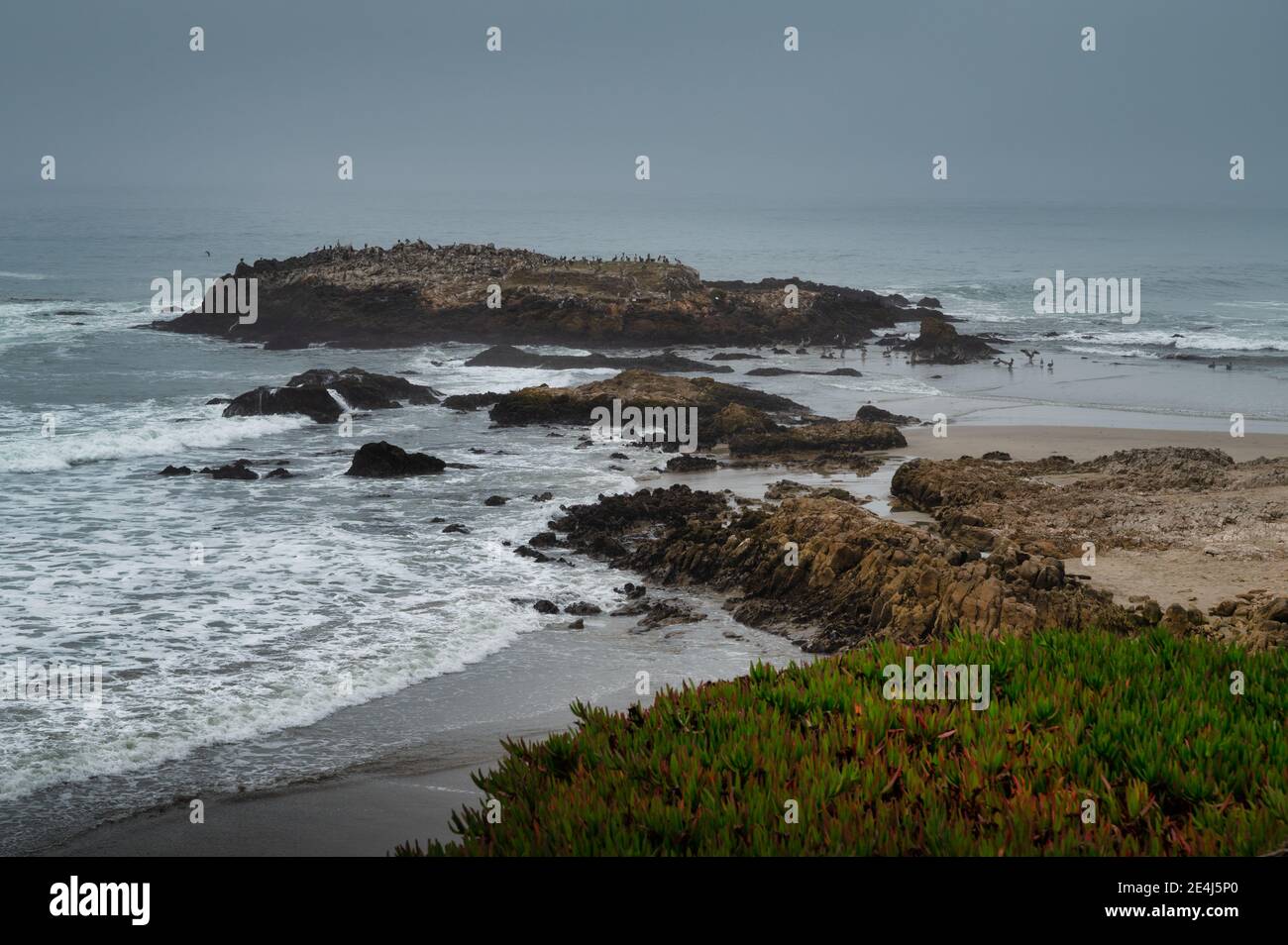 Birds nesting on rocks Central California coast Stock Photo Alamy