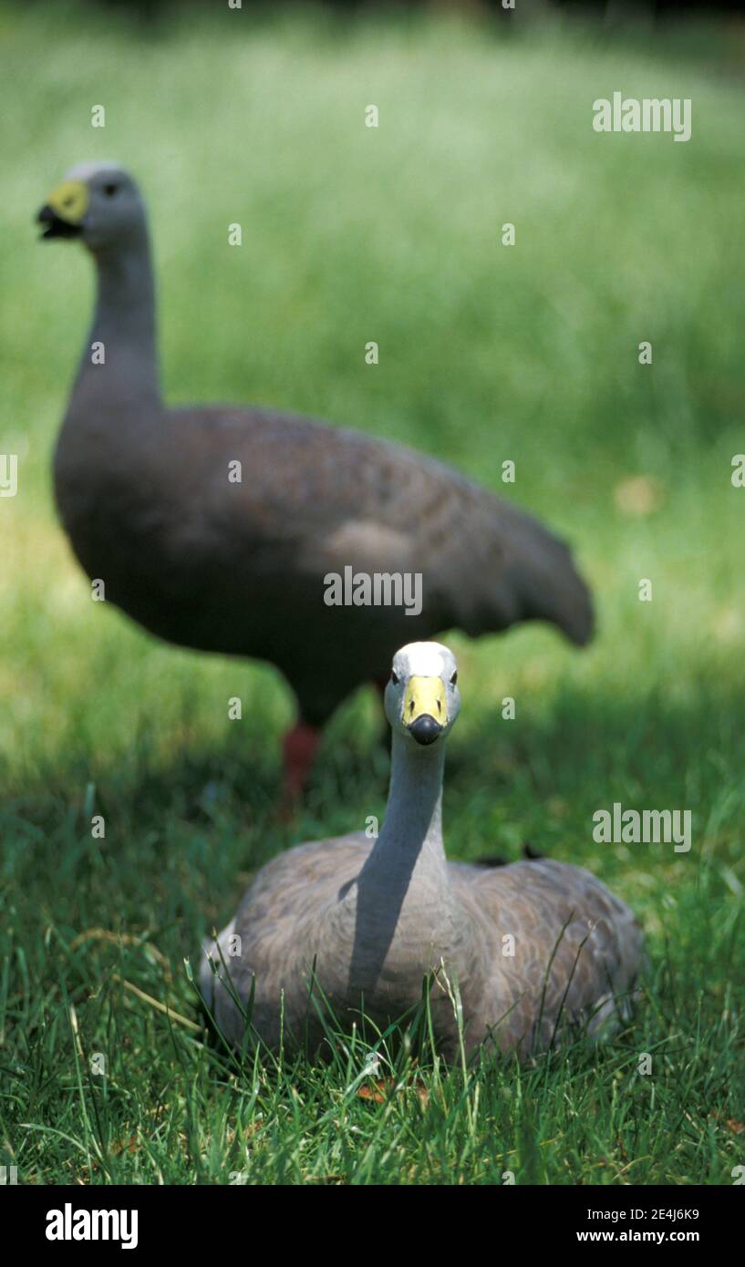 The Cape Barren goose (Cereopsis novaehollandiae) is a large goose resident in southern Australia. Stock Photo