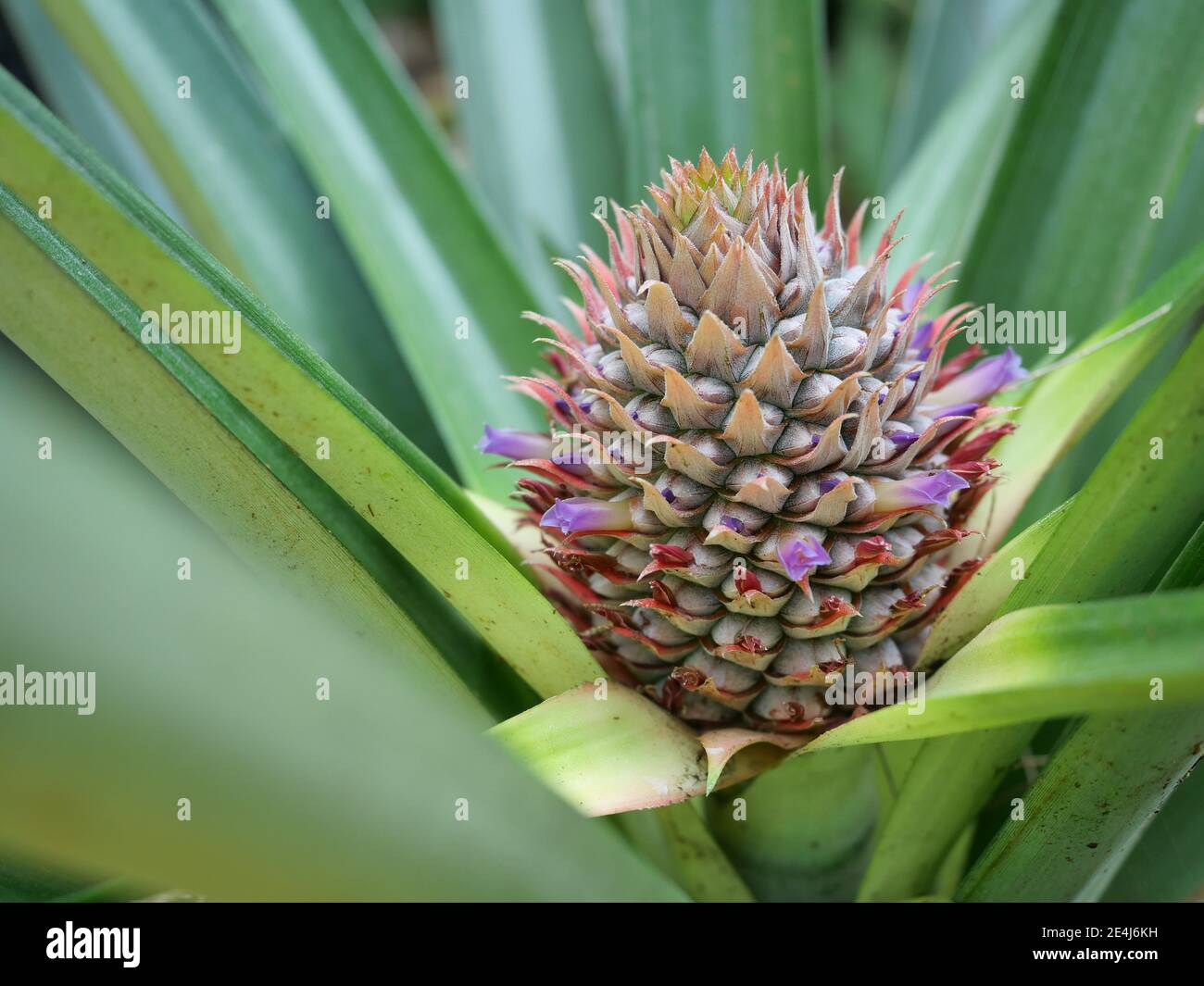 Pineapple plant flower tree hires stock photography and images Alamy