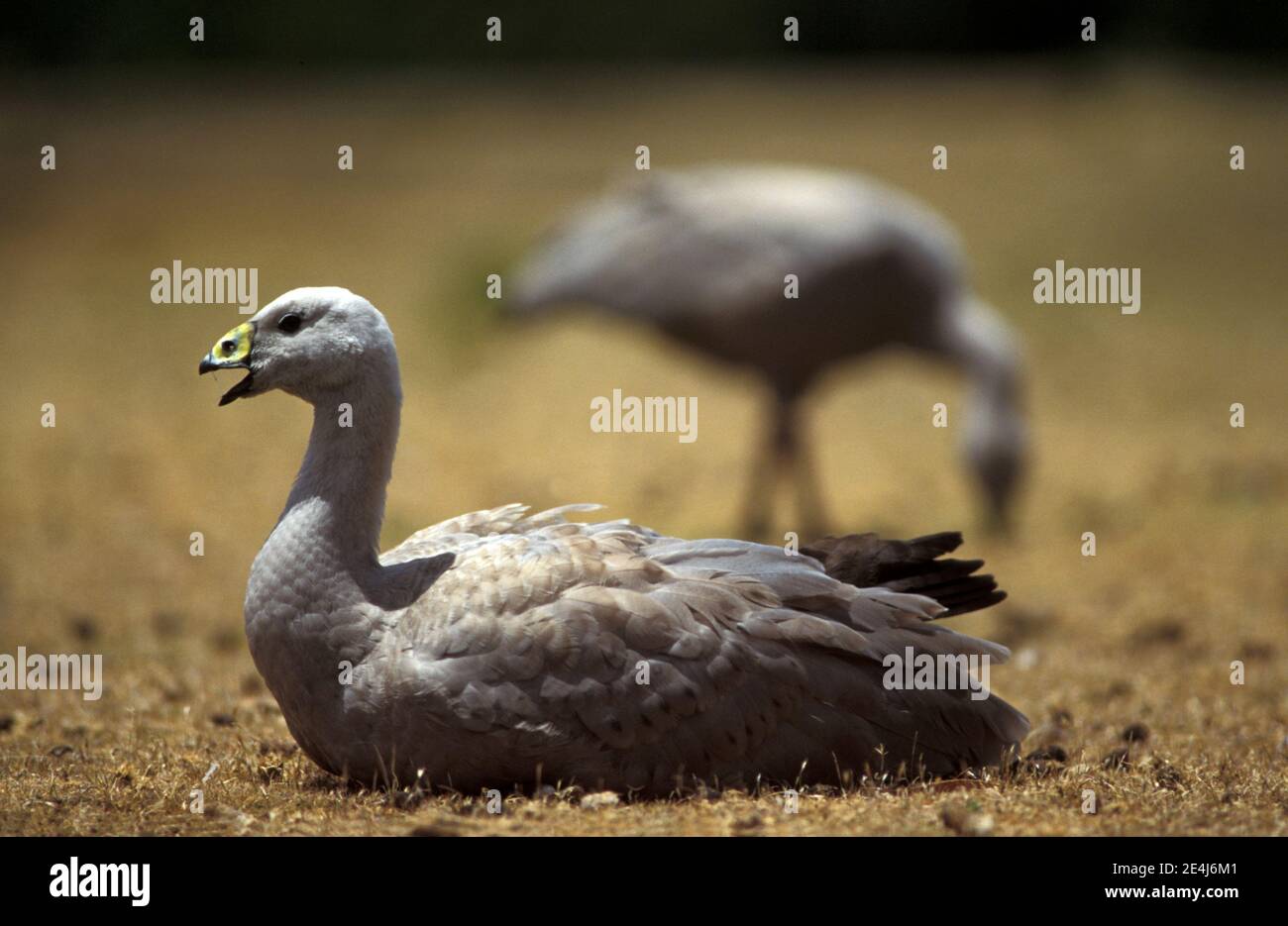 The Cape Barren goose (Cereopsis novaehollandiae) is a large goose resident in southern Australia. Stock Photo