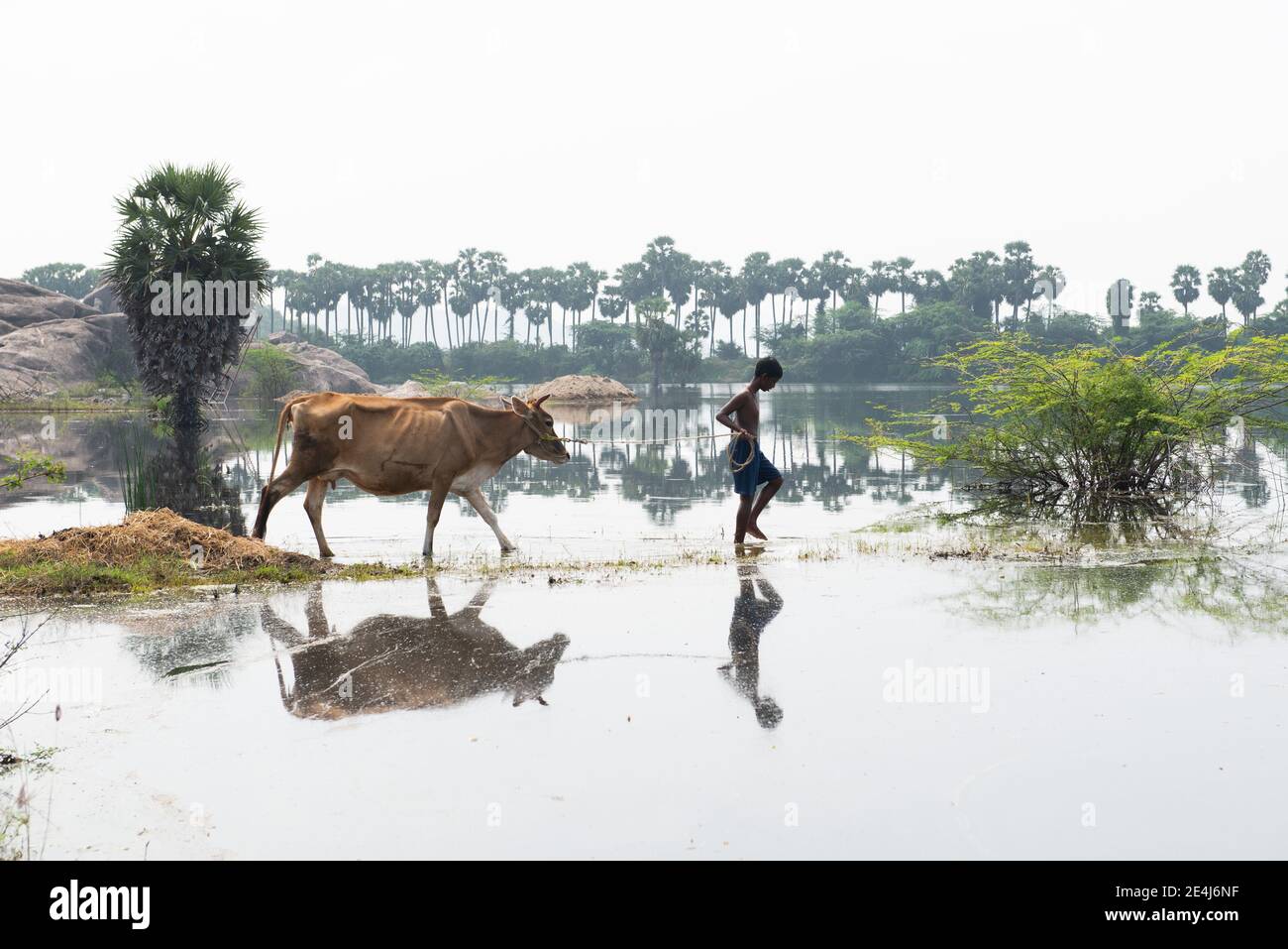 Gingee, Tamil Nadu, India - January 2021: A boy taking a cow to the lake. Stock Photo