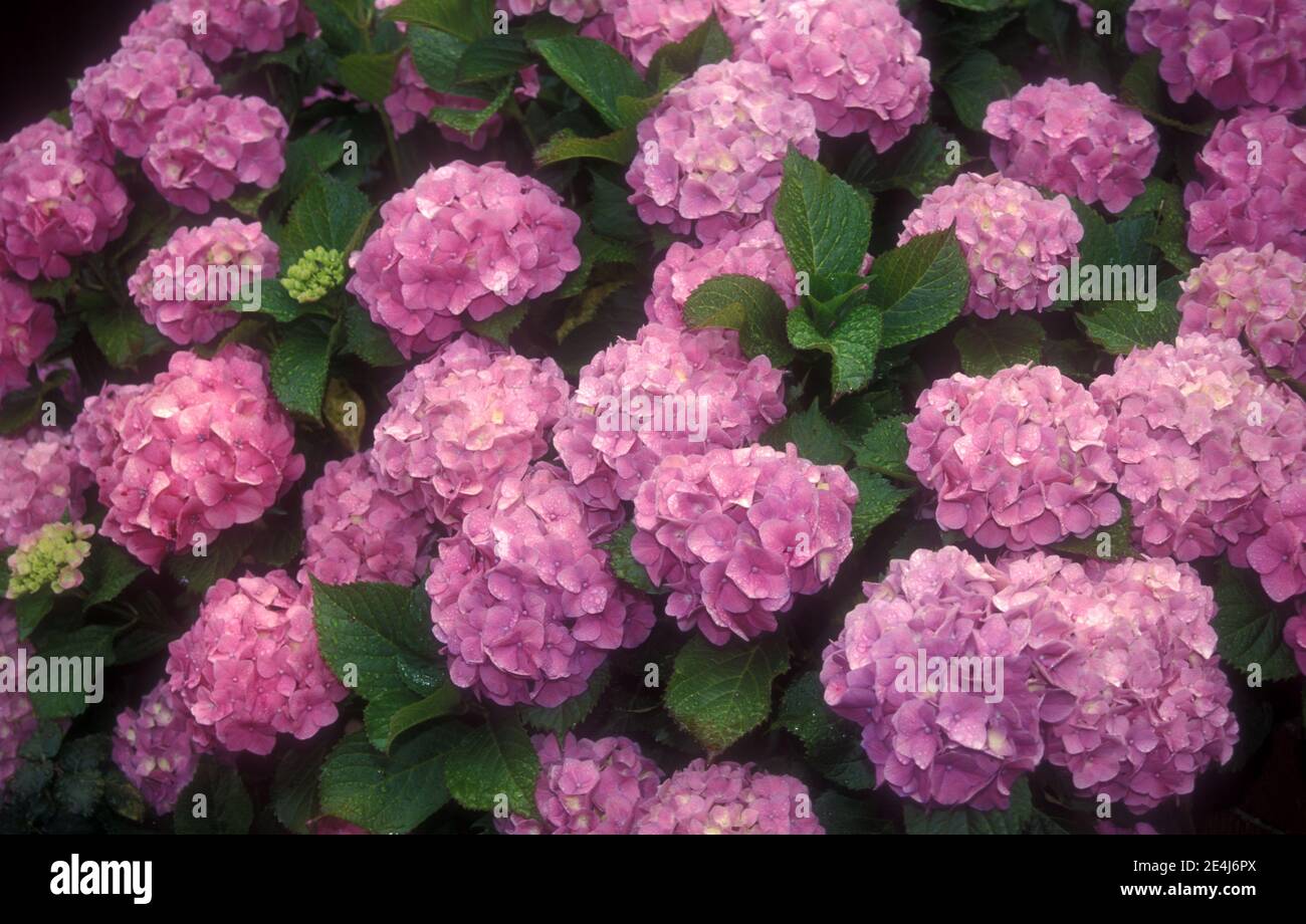 PINK HYDRANGEA MACROPHYLLA FLOWERHEADS IN FULL BLOOM Stock Photo