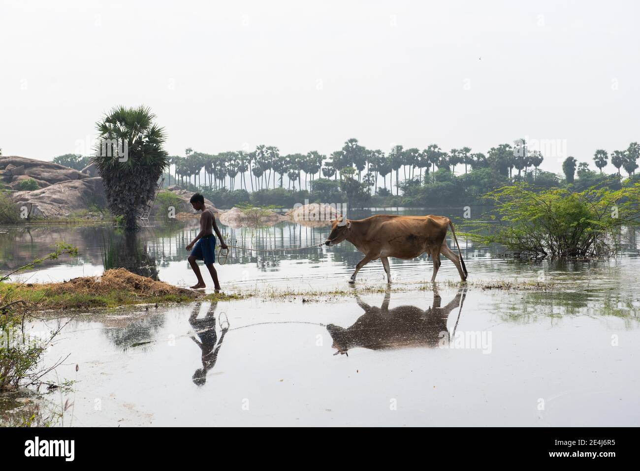 Gingee, Tamil Nadu, India - January 2021: A boy taking a cow to the lake. Stock Photo
