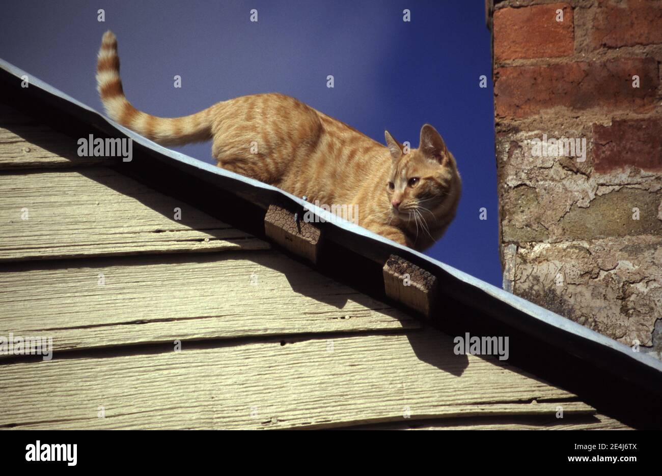 GINGER CAT CLIMBING ALONG THE ROOF OF AN OLD SHED. Stock Photo