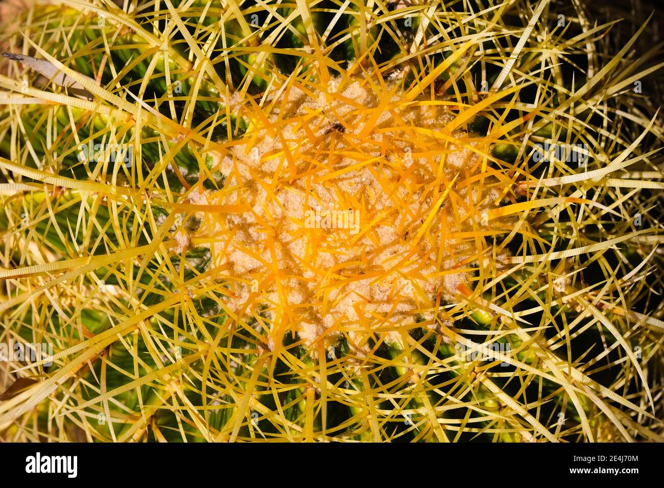 A Golden Ball cactus growing in the Botanic Gardens of Adelaide Australia Stock Photo