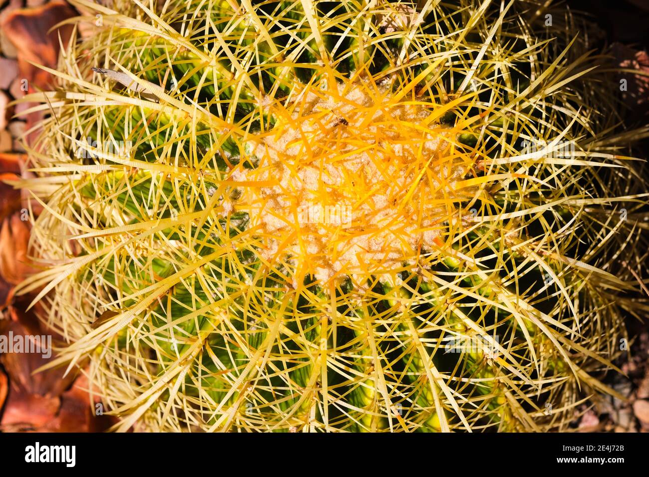 A Golden Ball cactus growing in the Botanic Gardens of Adelaide Australia Stock Photo