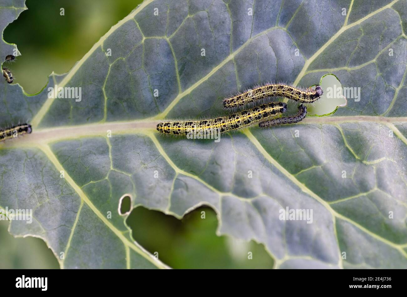 The caterpillars of the cabbage butterfly larvae eat the leaves of the