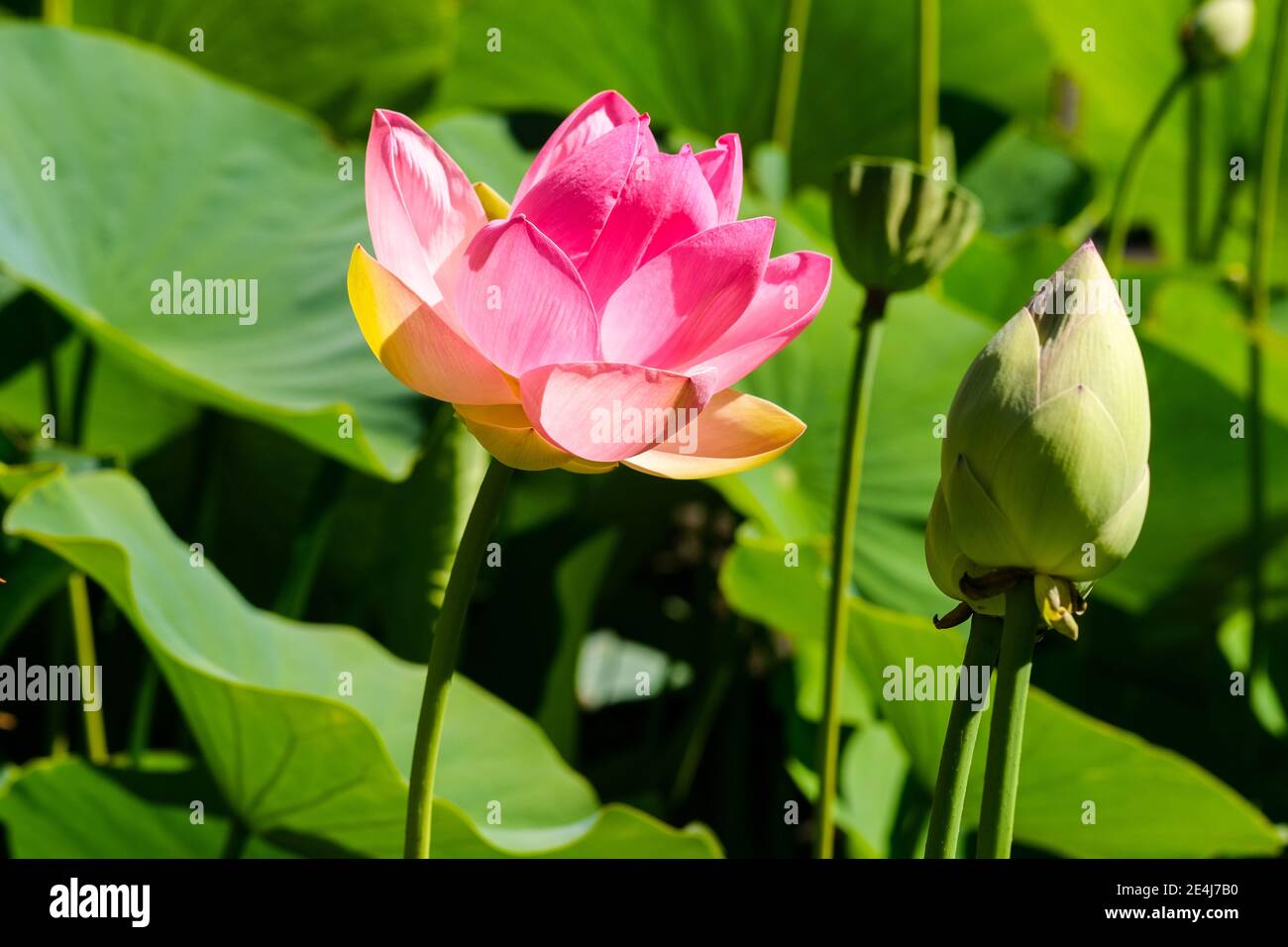 Sacred Lotus flower in the Botanic Gardens in Adelaide Australia Stock