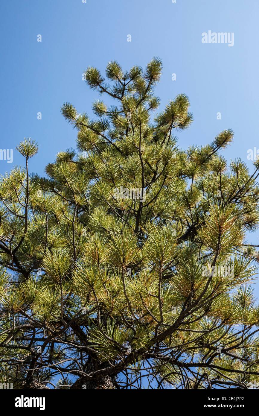 Ponderosa Pine tree in Bryce Canyon National Park, Utah, USA. Stock Photo