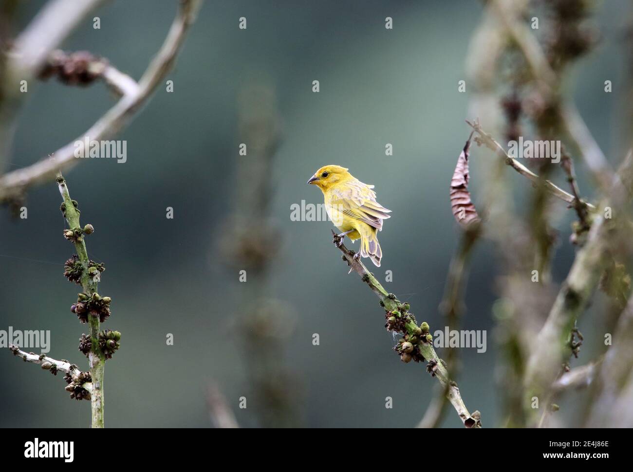 Saffron finch (Sicalis flaveola) in Equador Stock Photo