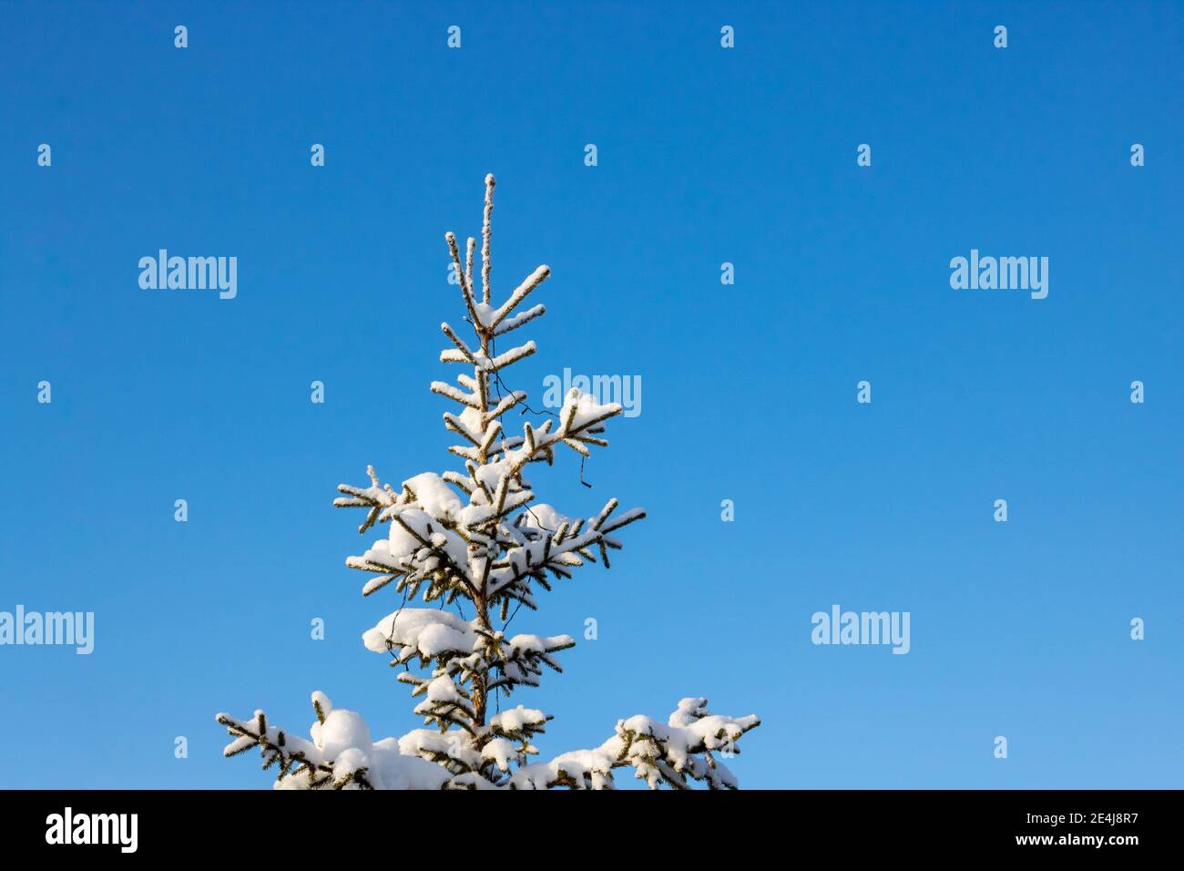 Beautiful Christmas tree covered with snow. Bottom view. Isolated against a blue sky. Close-up. Background. Landscape Stock Photo