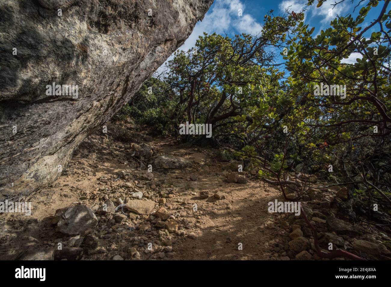 A shaded nook by a boulder and chaparral in the Santa Cruz mountains, in Castle rock state park, California. Stock Photo