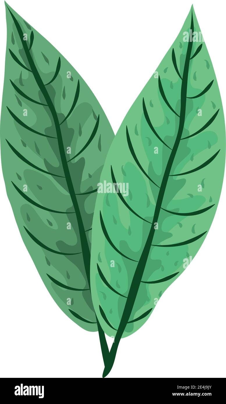 tropical leaf greenery nature foliage icon flat design vector ...