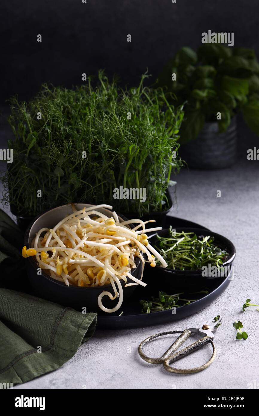 healthy eating sprouted beans microgreens Stock Photo - Alamy