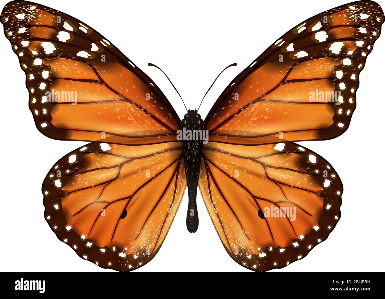 Insects realistic colored butterfly isolated on white background vector ...