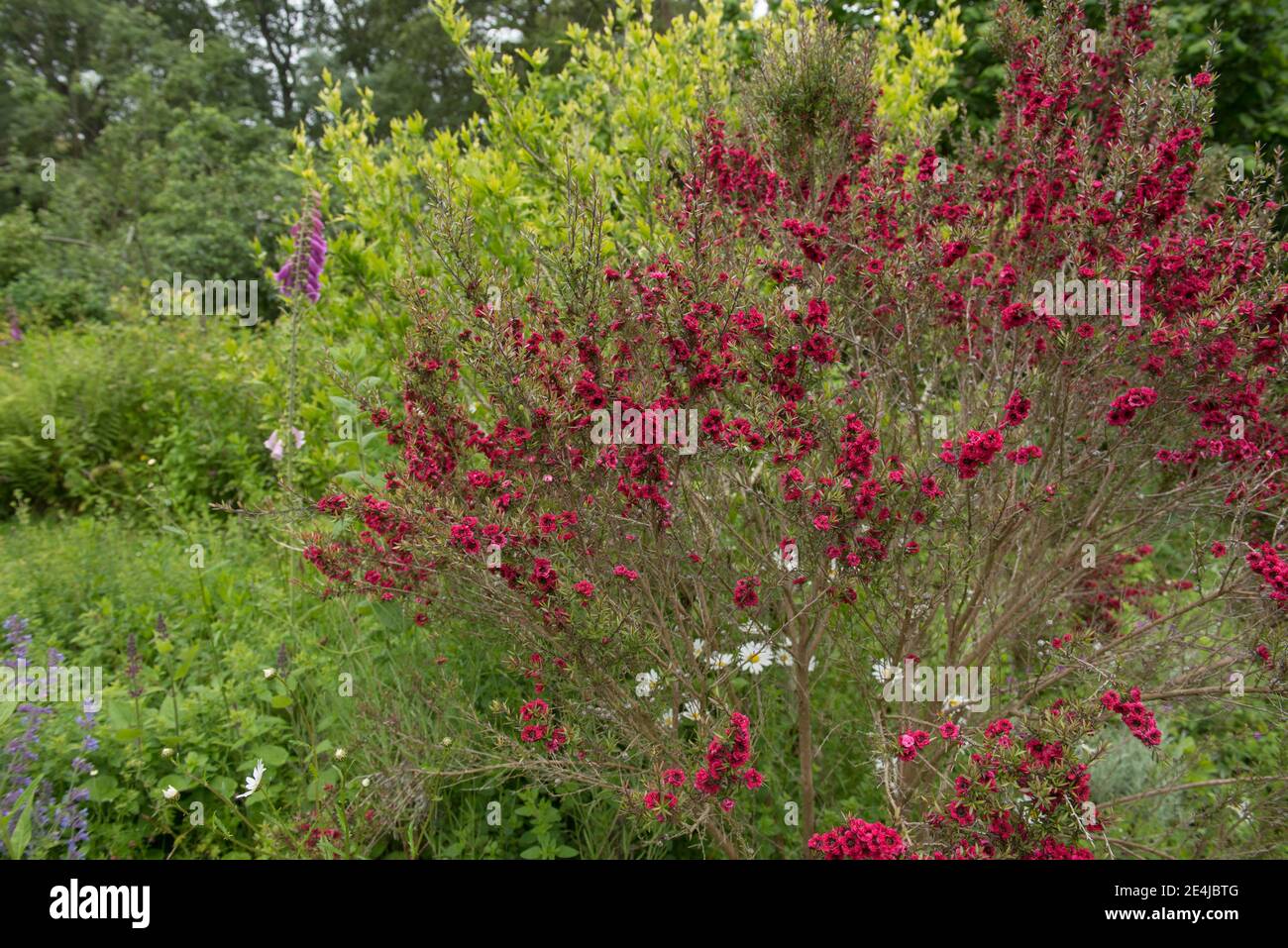 Bright Red Flowers of the Summer Flowering Tea Tree or Manuka Plant (Leptospermum scoparium 'Red Damask') in the Permaculture Garden at Tapeley Park Stock Photo