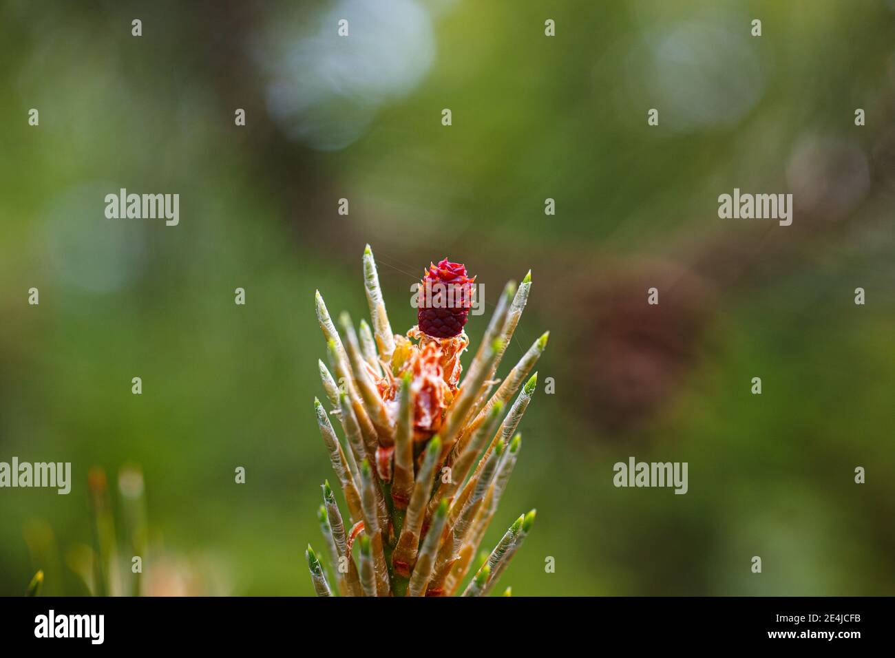 Close up of the female flower of the black pine or Austria pine Stock Photo