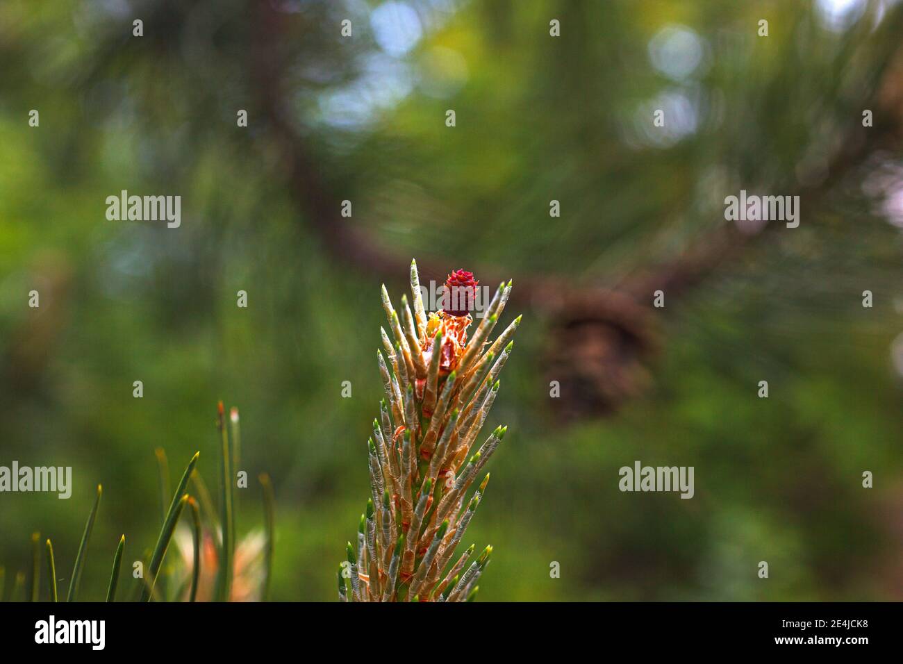 Close up of the female flower of the black pine or Austria pine Stock Photo
