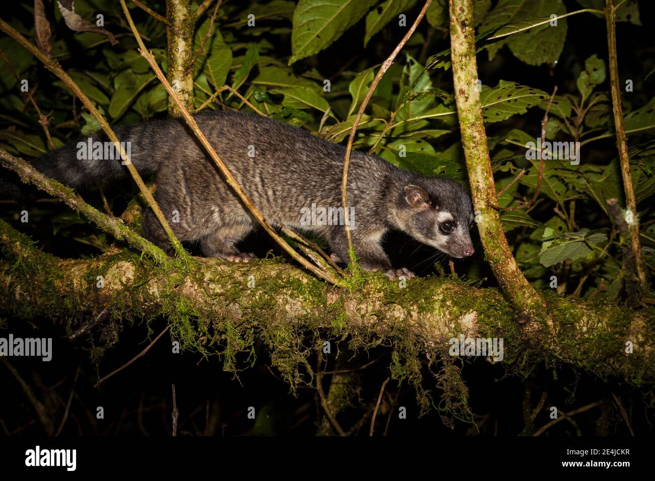 Cacomistle, Bassariscus sumichrasti, in La Amistad national park, altitude 2300 meters, Chiriqui province, Republic of Panama. Stock Photo