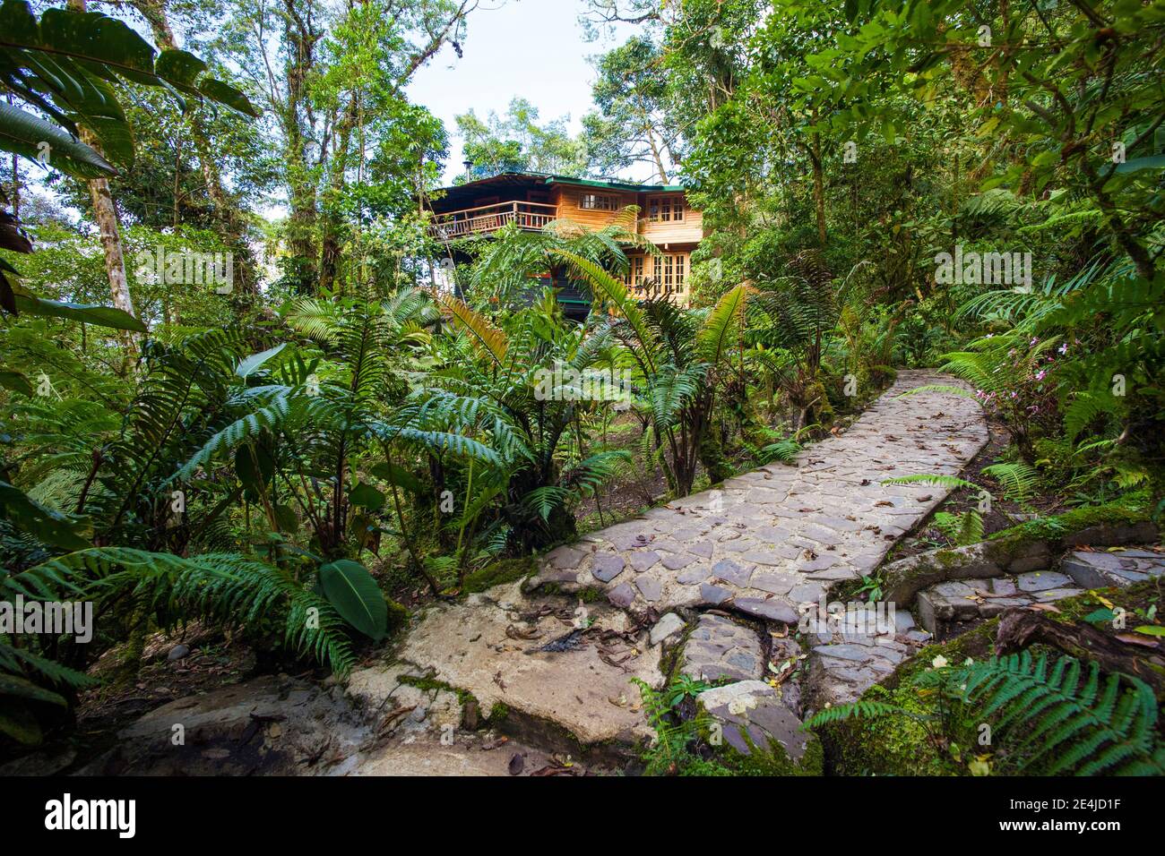 Beautiful surroundings in the cloudforest surrounding Los Quetzales lodge, La Amistad national park, Chiriqui province, Republic of Panama. Stock Photo