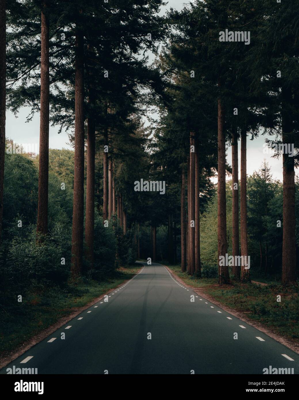 A vertical shot of a narrow asphalt road through tall trees in a forest ...