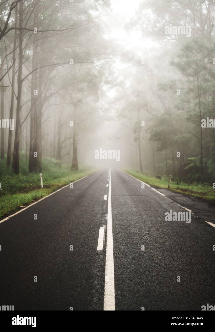 A vertical shot of an asphalt road through trees on a foggy day Stock ...
