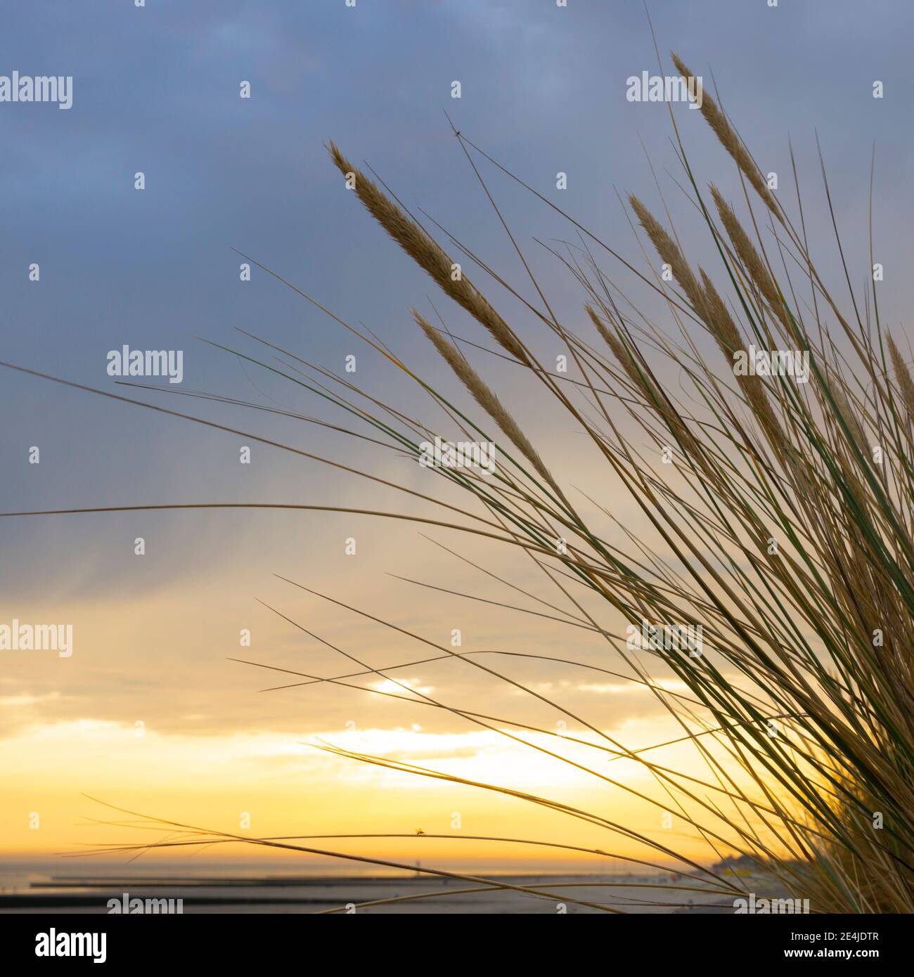 Marram grass at sunset, Borkum, East Frisian Island, East frisia, Lower Saxony, Germany, Europe Stock Photo