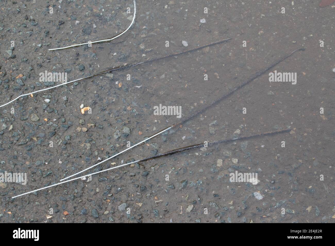 Burned sparklers lie in a puddle on the asphalt. Stock Photo