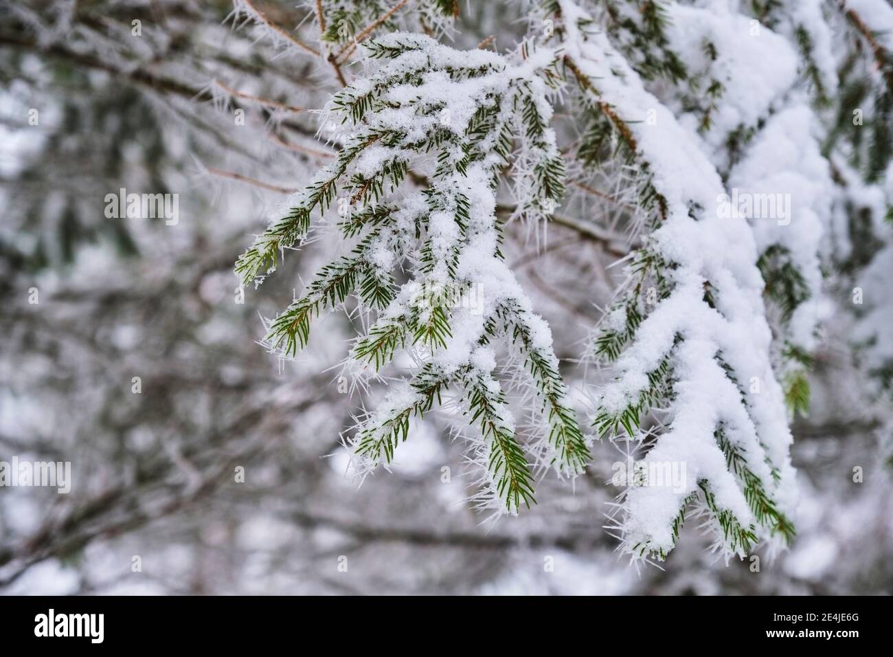 Fir tree branches covered with snow Stock Photo