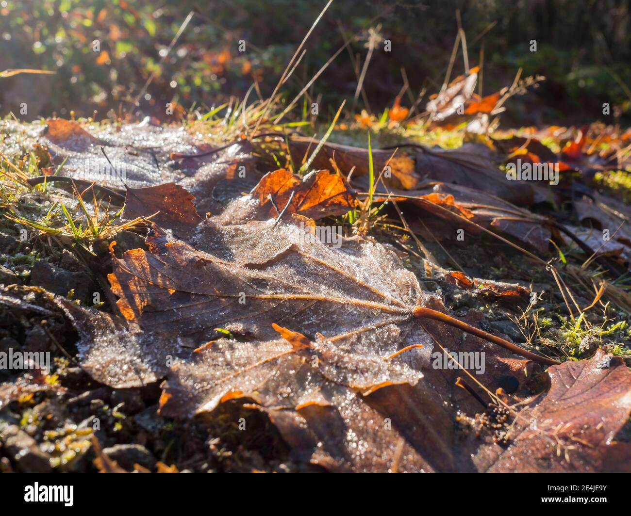 Image fallen autumn leaves hi-res stock photography and images - Alamy