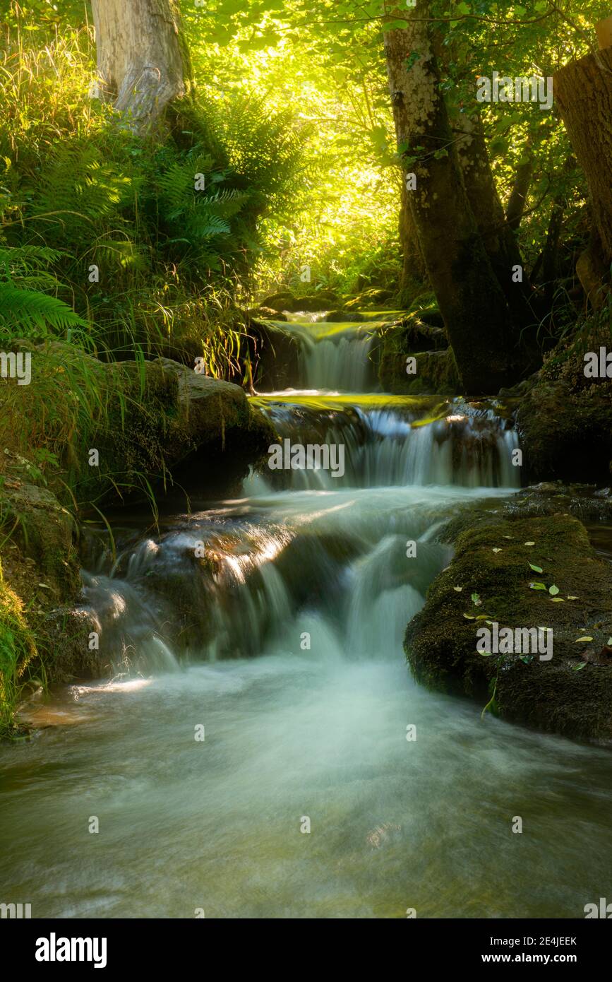 Stream amidst rocks and trees in forest, Swabian Alb, Germany Stock Photo