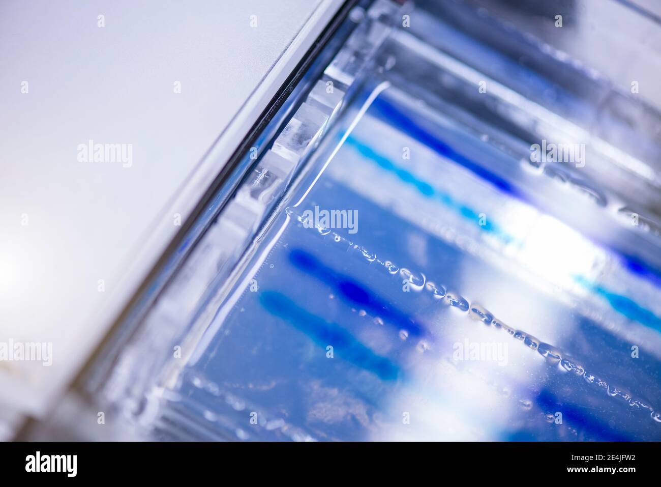 Agarose sequencing gel in glass tray at laboratory Stock Photo