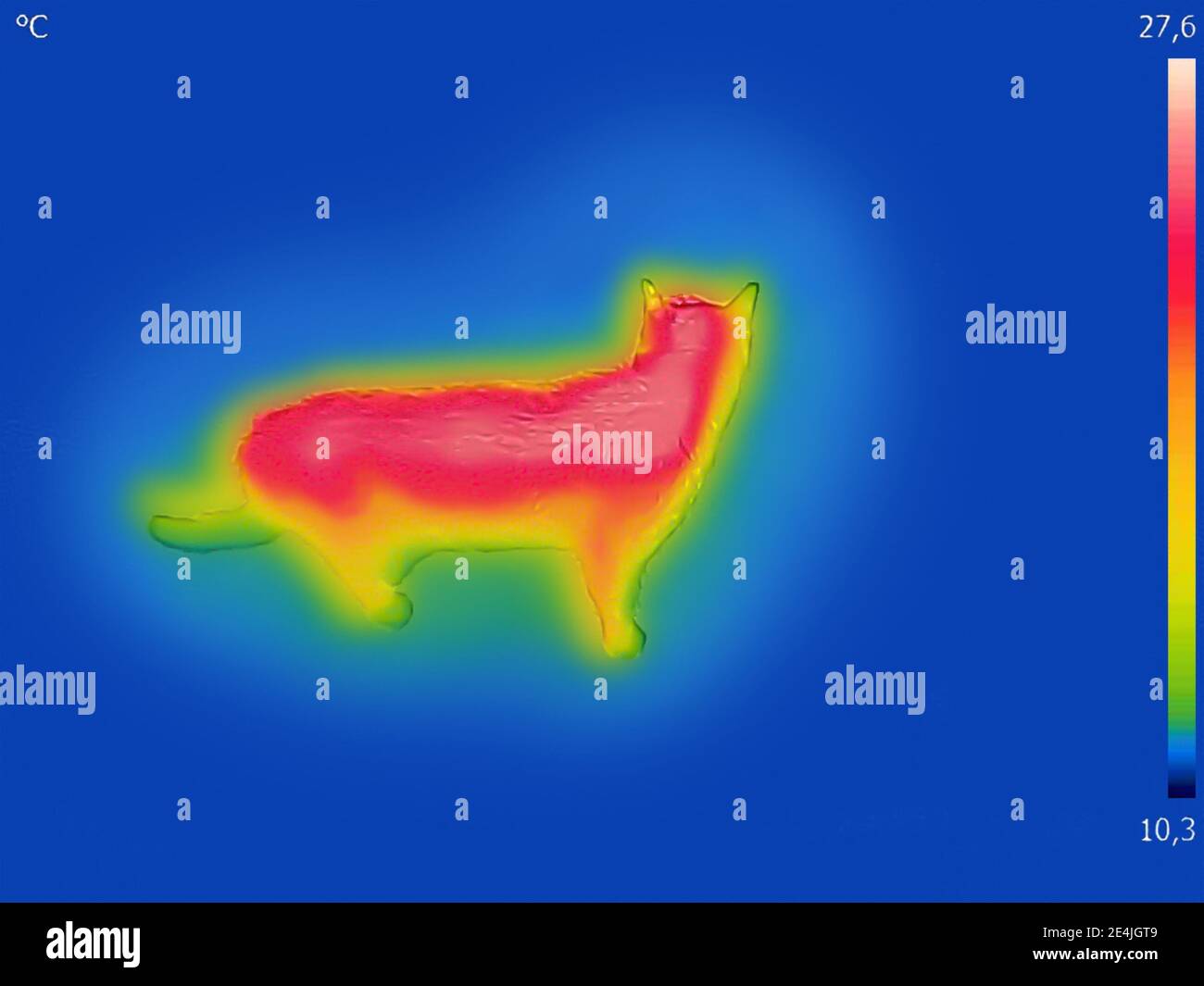 Infrared Thermal image of a domestic cat Stock Photo
