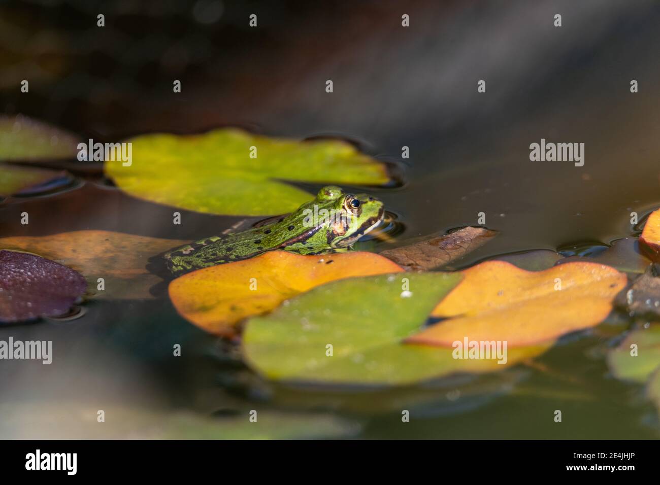 Frog sticking its head out of the water, sitting in the water, amongst water lillys and a few sea roses Stock Photo