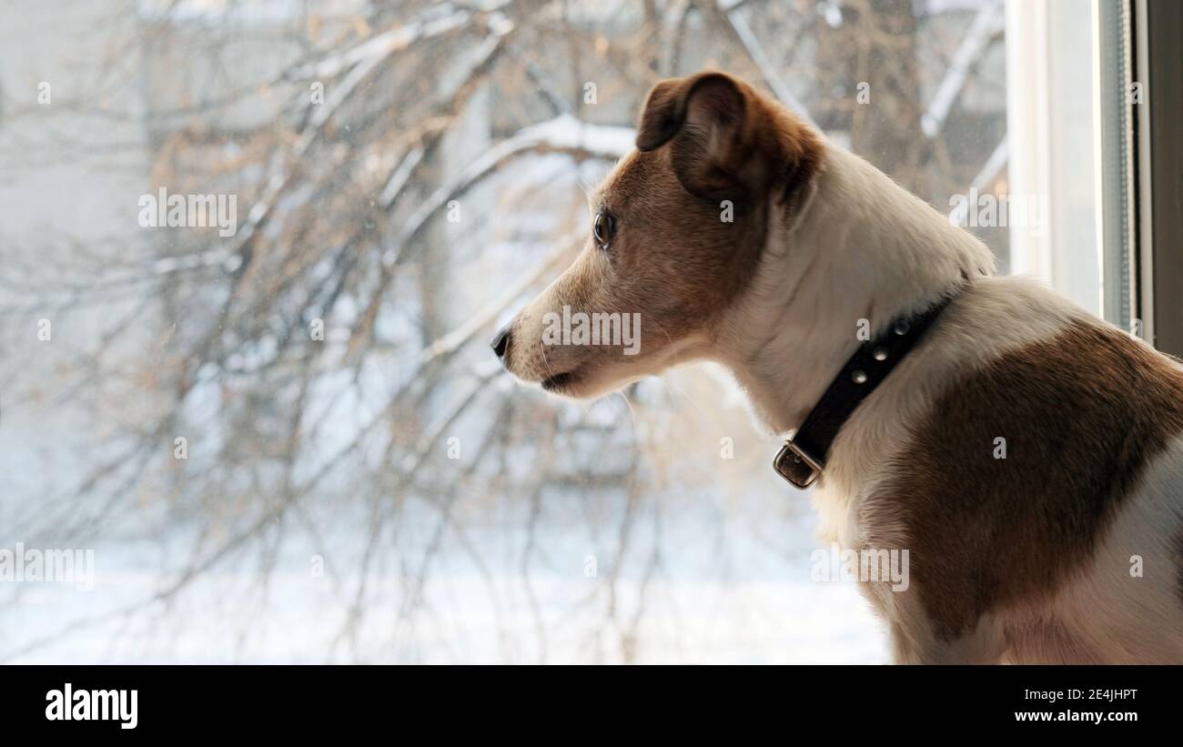 Dog jack srassell terrier looks out the window at falling snow in winter in the city Stock Photo